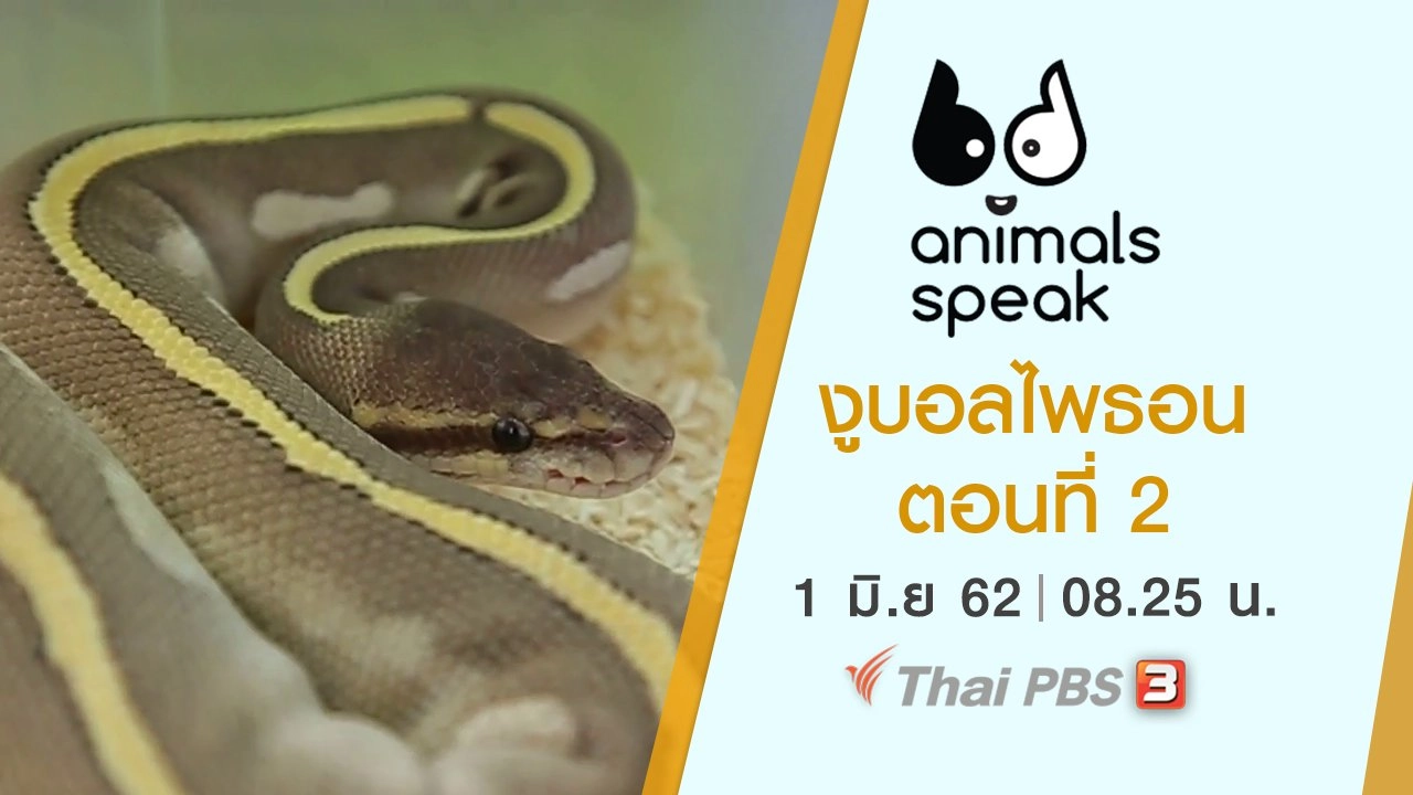 งูบอลไพธอน ตอนที่ 2