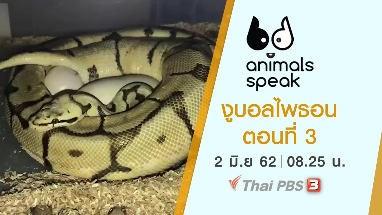 งูบอลไพธอน ตอนที่ 3