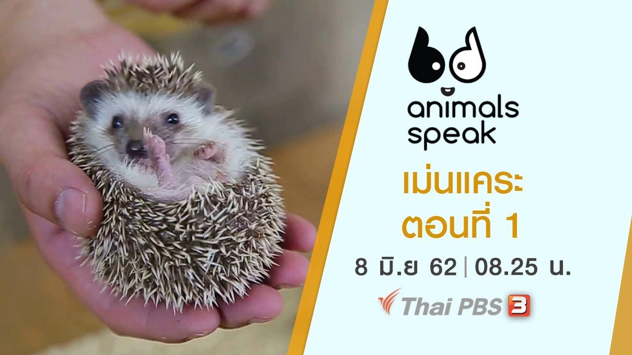 เม่นแคระ ตอนที่ 1