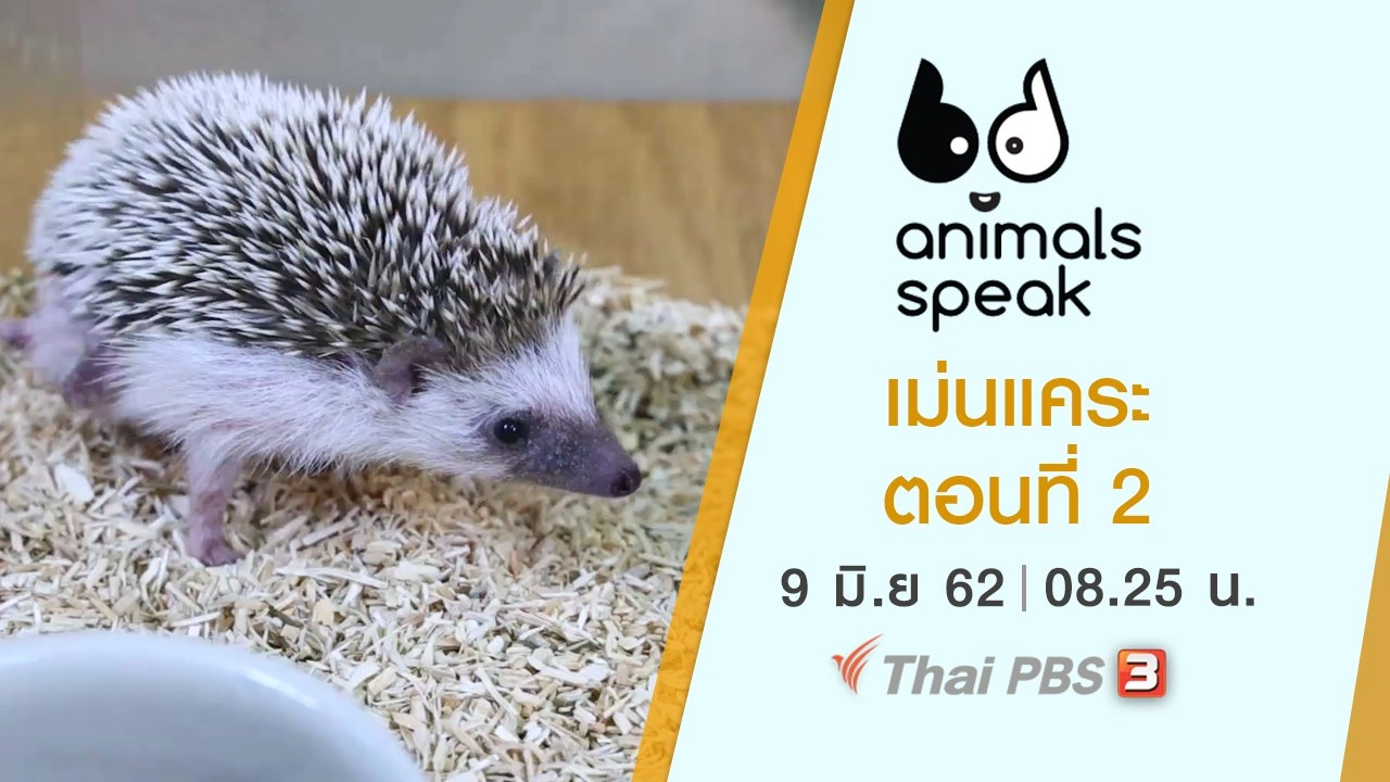 เม่นแคระ ตอนที่ 2