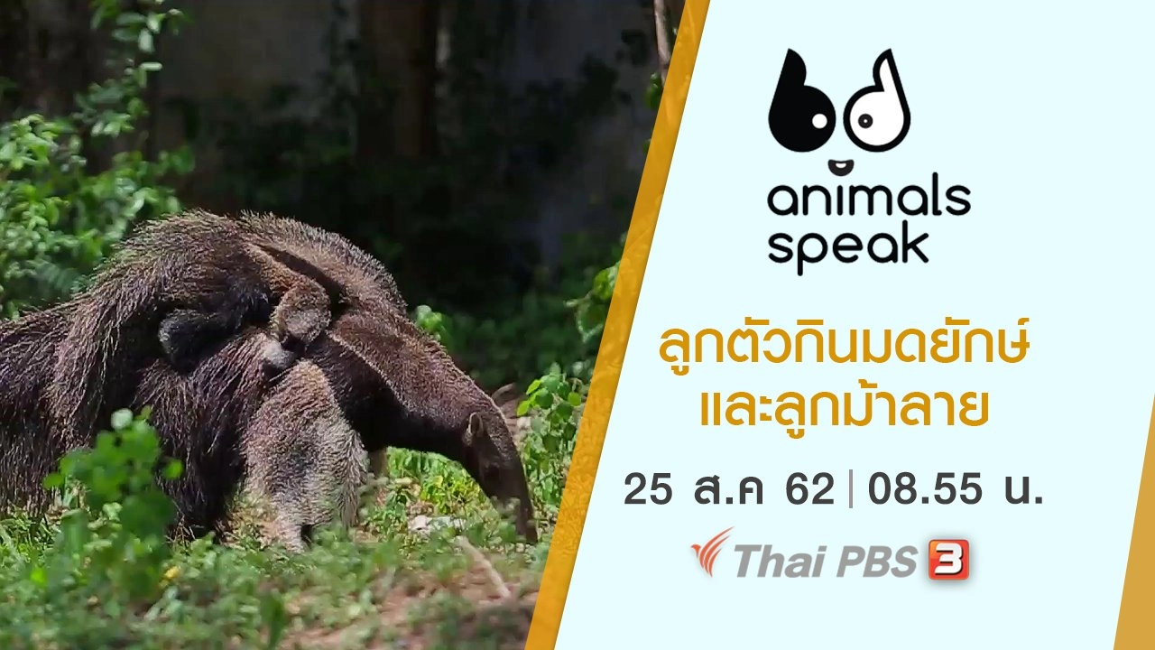 ลูกตัวกินมดยักษ์และลูกม้าลาย