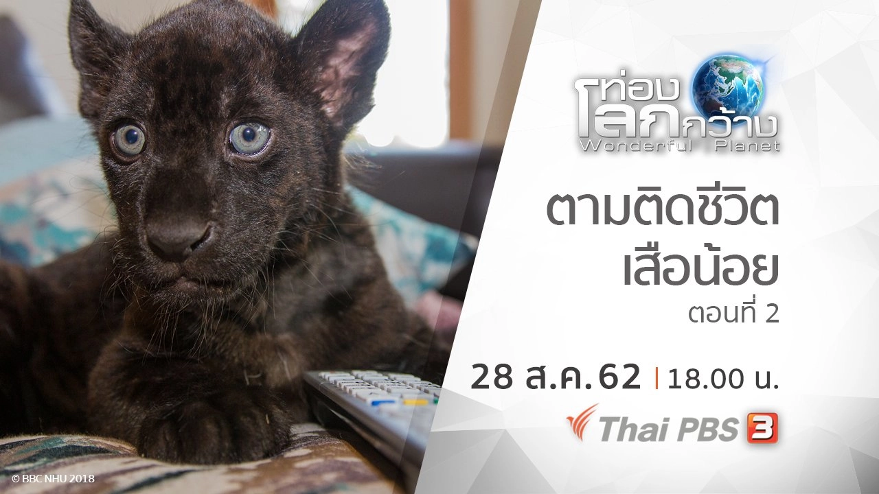 ตามติดชีวิตเสือน้อย ตอนที่ 2