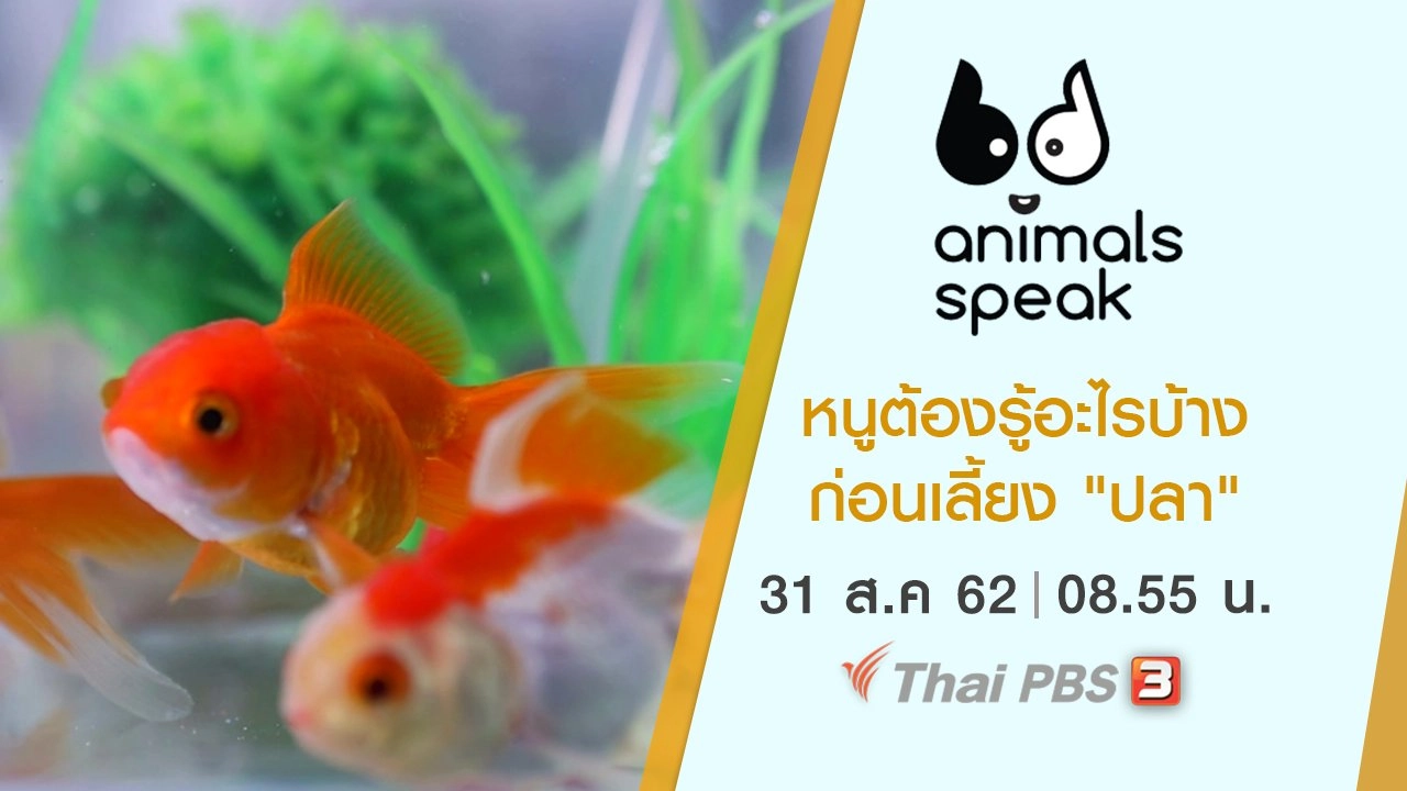 หนูต้องรู้อะไรบ้างก่อนเลี้ยง "ปลา"