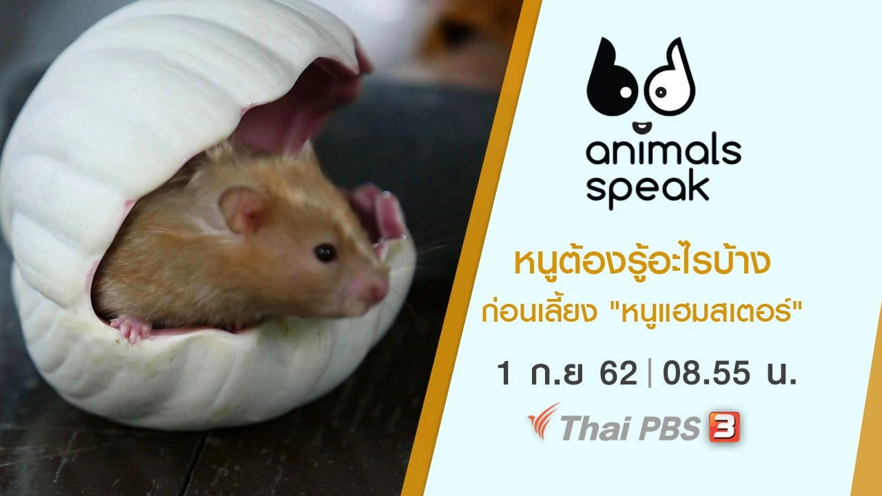 หนูต้องรู้อะไรบ้างก่อนเลี้ยง "หนูแฮมสเตอร์"