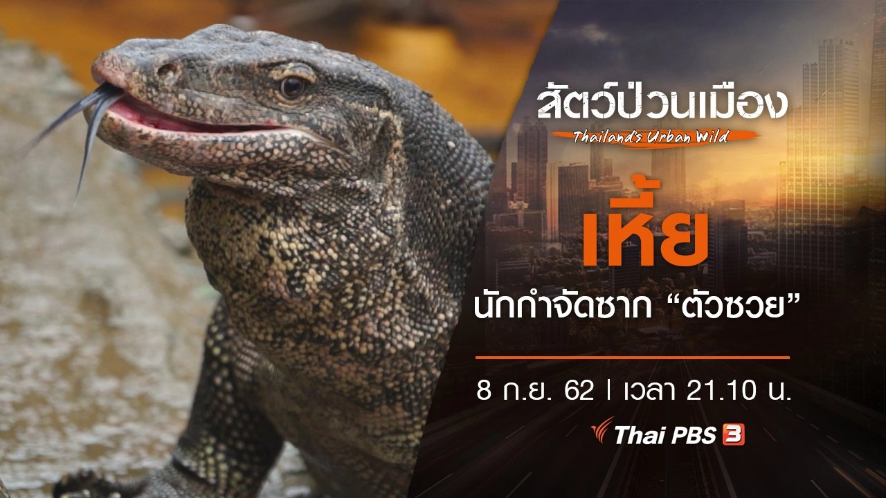 เหี้ย นักกำจัดซาก "ตัวซวย"