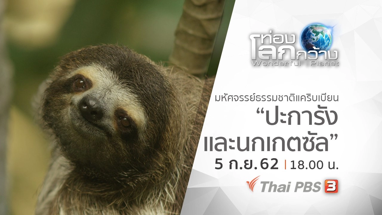 มหัศจรรย์ธรรมชาติแคริบเบียน ตอน ปะการังและนกเกตซัล