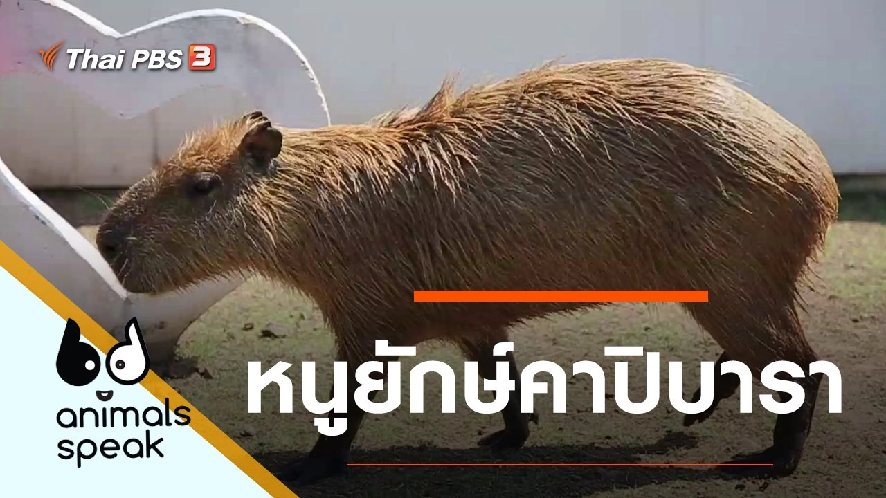 หนูยักษ์คาปิบารา