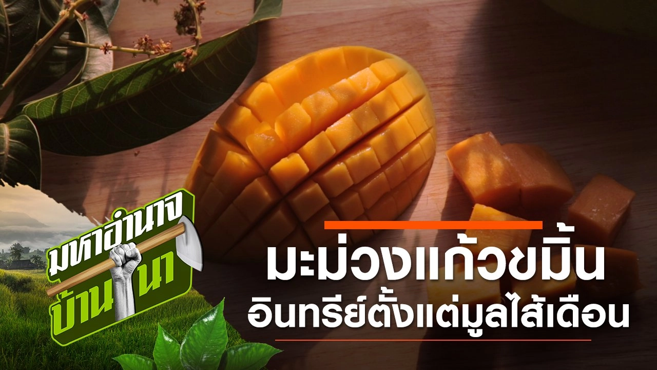 มะม่วงแก้วขมิ้น