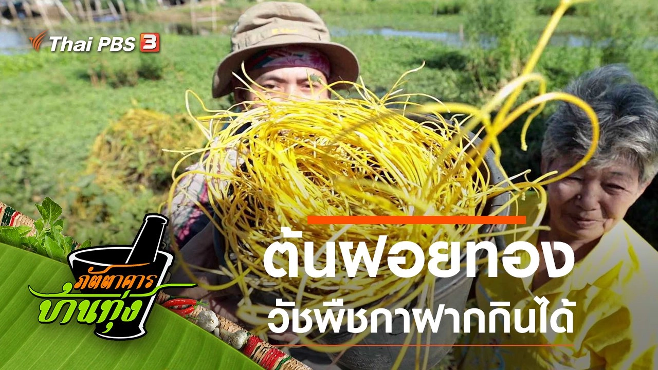 ต้นฝอยทอง