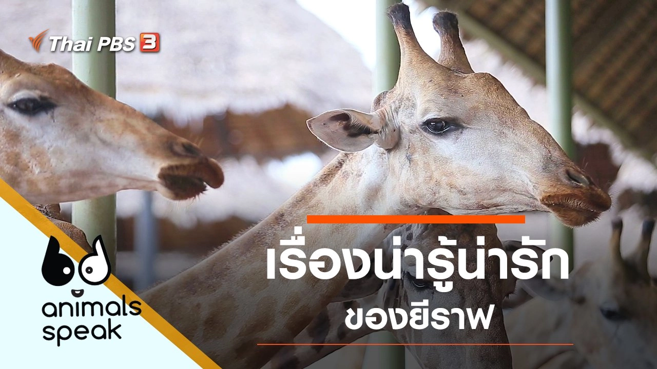 เรื่องน่ารู้น่ารักของยีราฟ