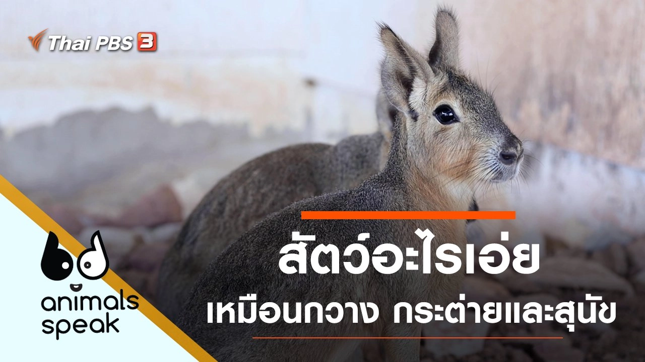 สัตว์อะไรเอ่ย เหมือนกวาง กระต่ายและสุนัข