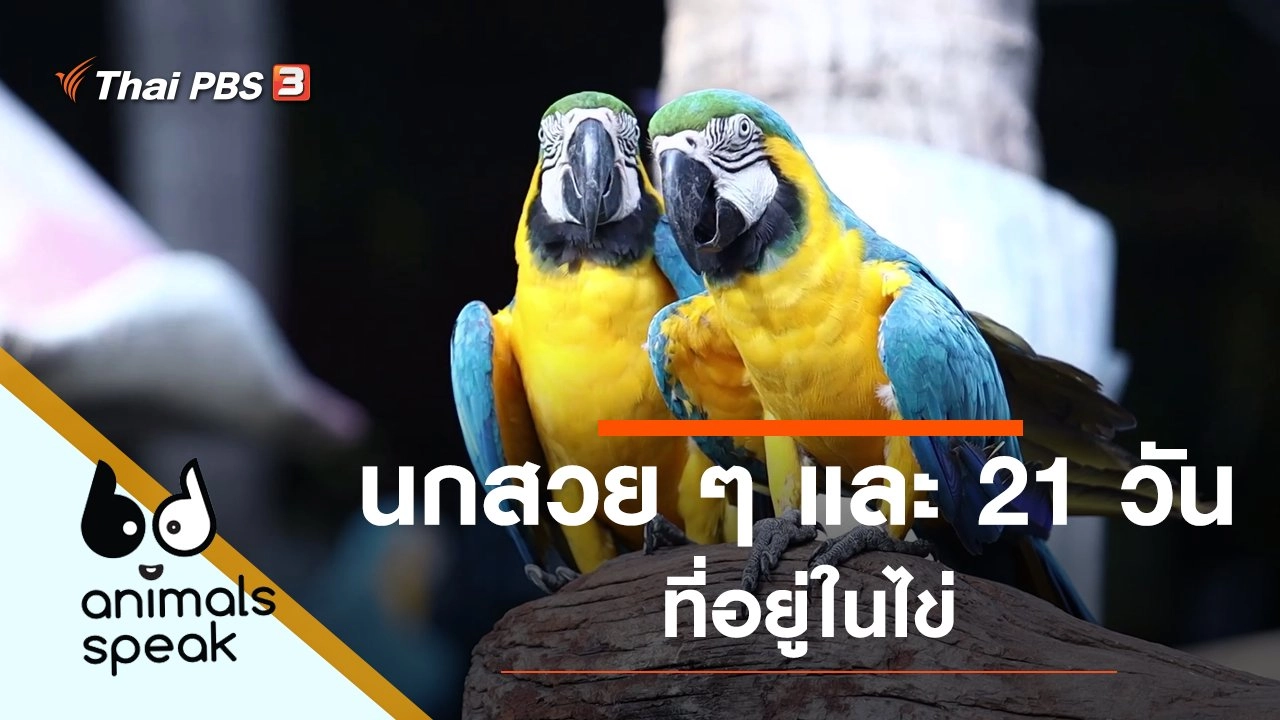 นกสวย ๆ และ 21 วันที่อยู่ในไข่