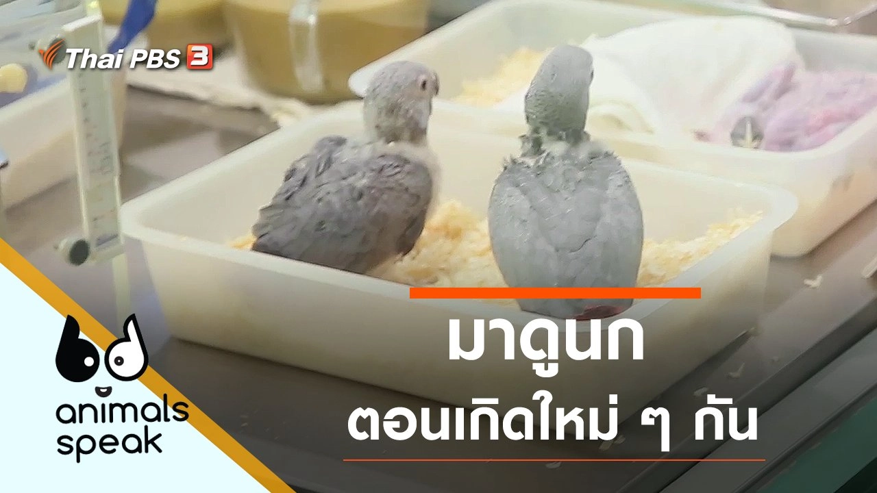 มาดูนกตอนเกิดใหม่ ๆ กัน