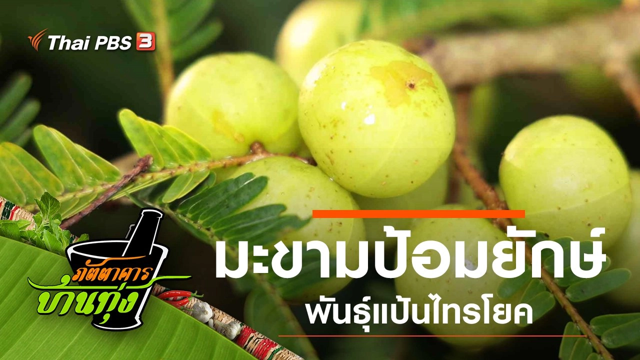 มะขามป้อมยักษ์พันธุ์แป้นไทรโยค