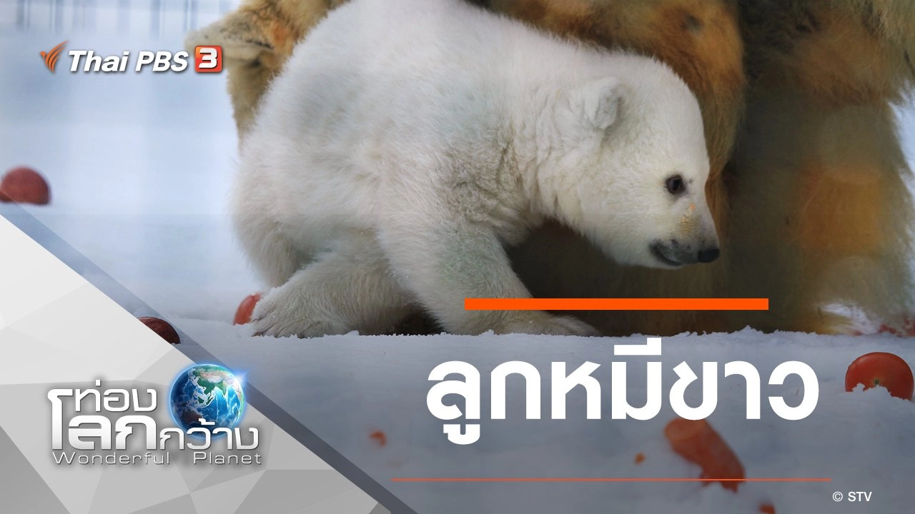 ลูกหมีขาว