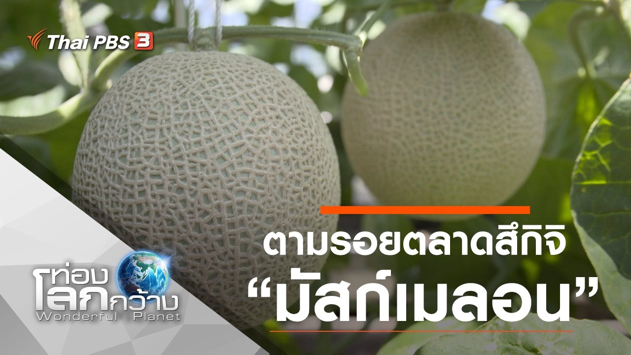 ตามรอยตลาดสึกิจิ ตอน มัสก์เมลอน