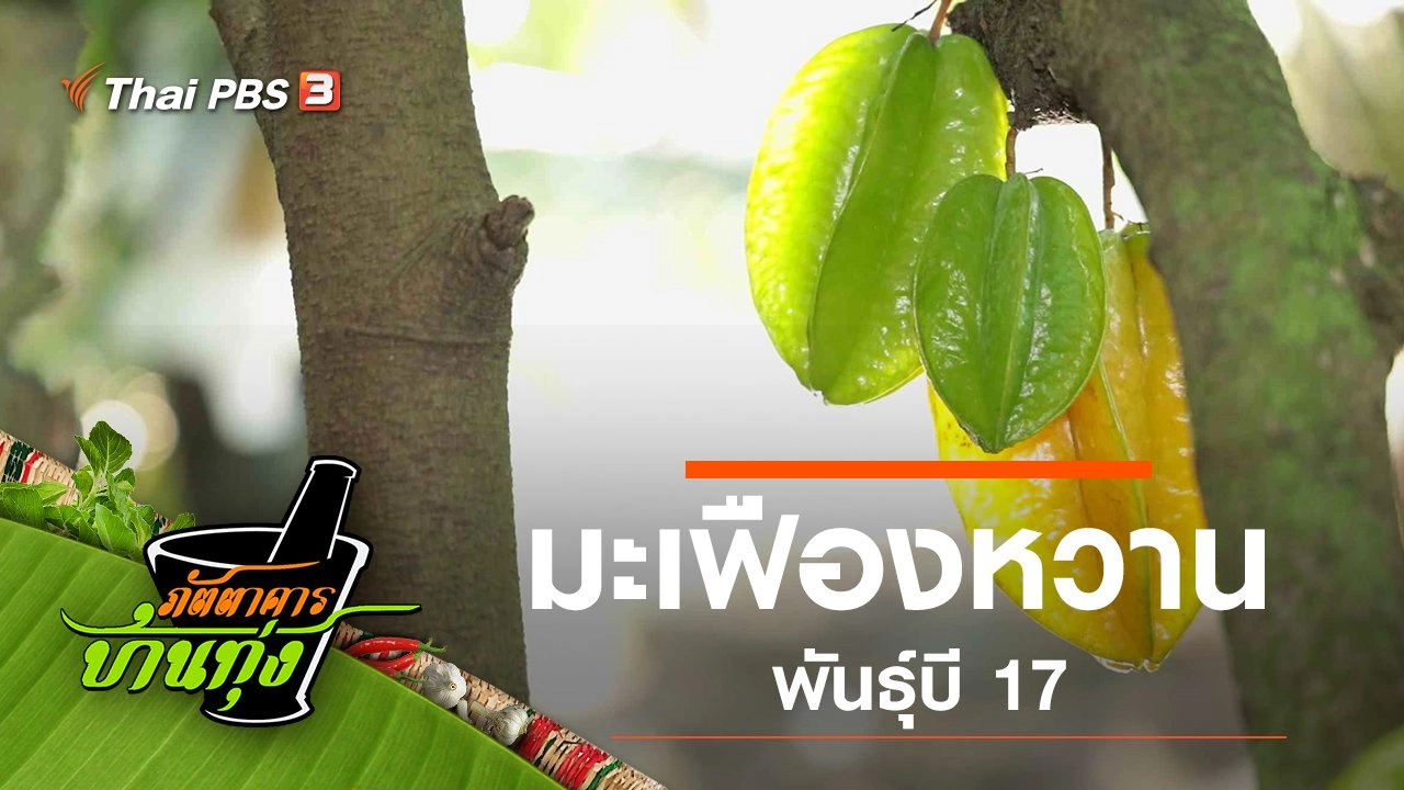 มะเฟืองหวานพันธุ์บี 17