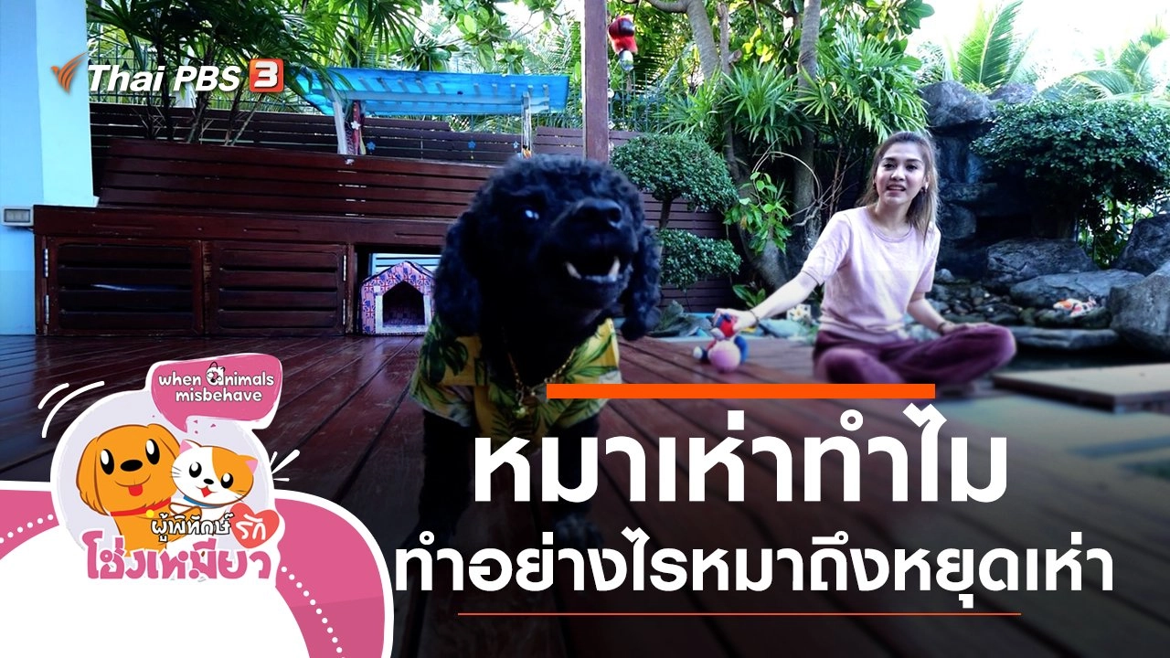 หมาเห่าทำไม ทำอย่างไรหมาถึงหยุดเห่า