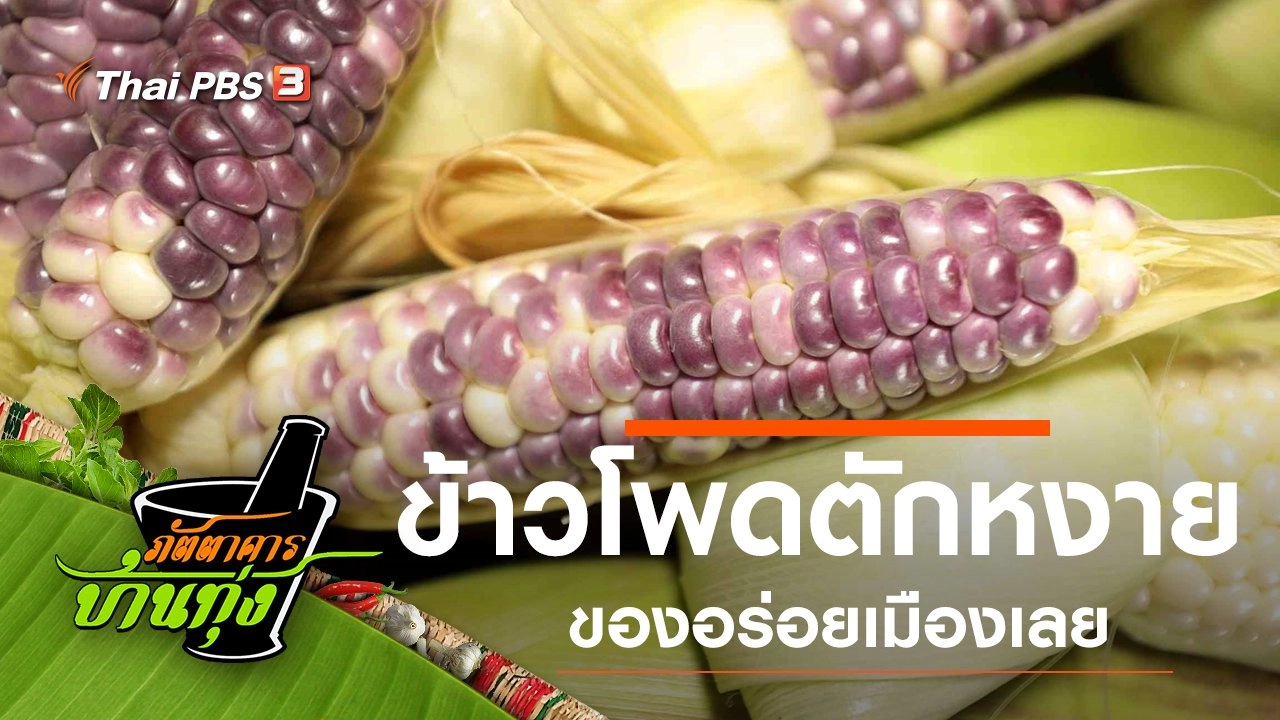 ข้าวโพดตักหงาย