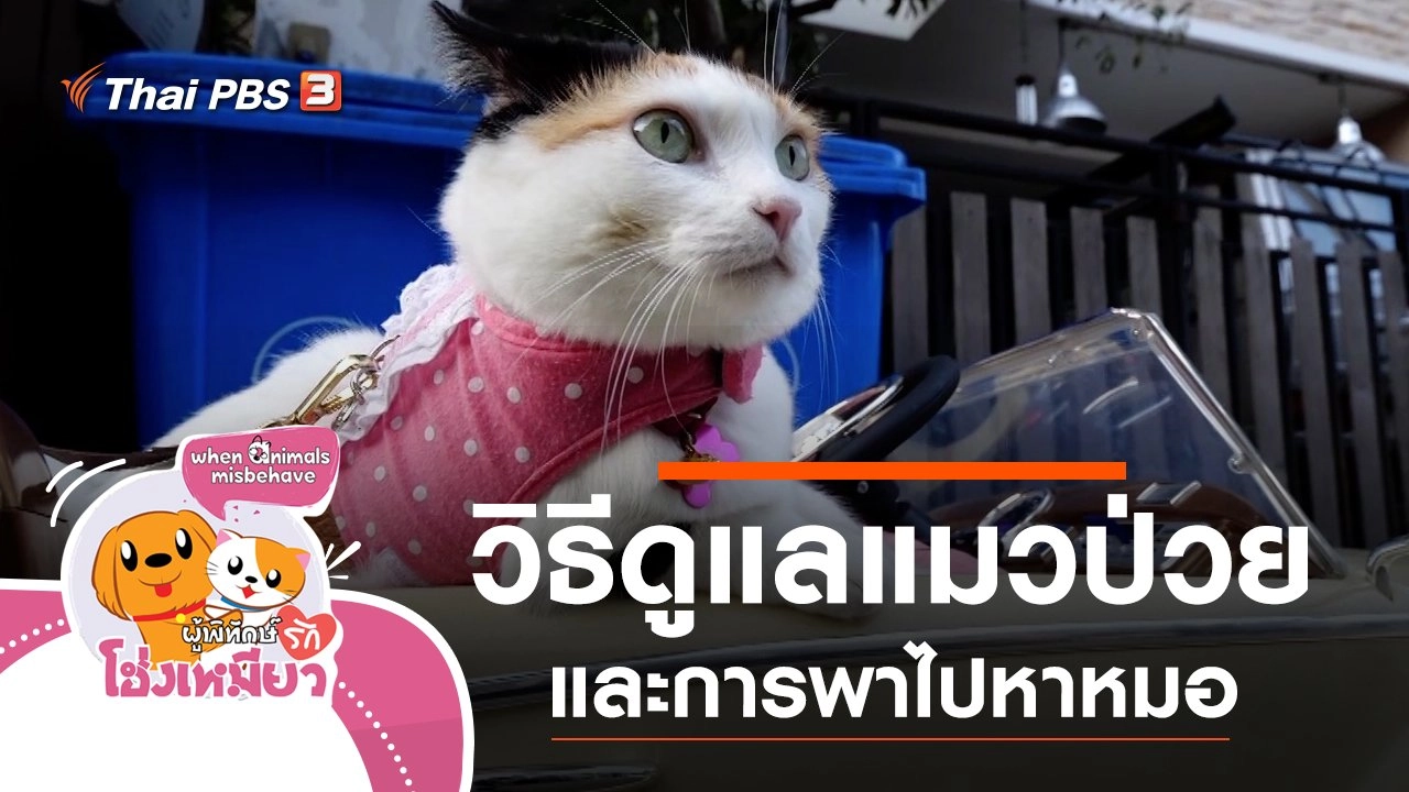 วิธีการดูแลแมวป่วยและการพาไปหาหมอ