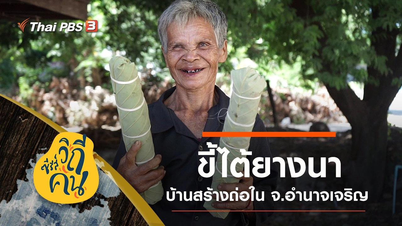 "ขี้ไต้ยางนา" ขุมทรัพย์จากป่า บ้านสร้างถ่อใน จ.อำนาจเจริญ