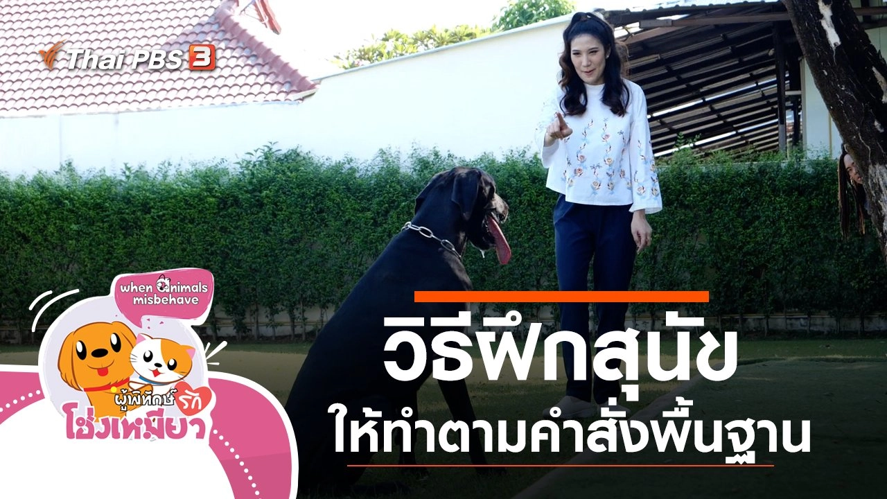 วิธีฝึกสุนัขให้ทำตามคำสั่งพื้นฐาน