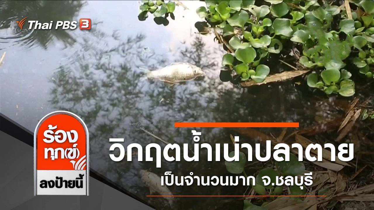วิกฤตน้ำเน่าปลาตายเป็นจำนวนมาก จ.ชลบุรี