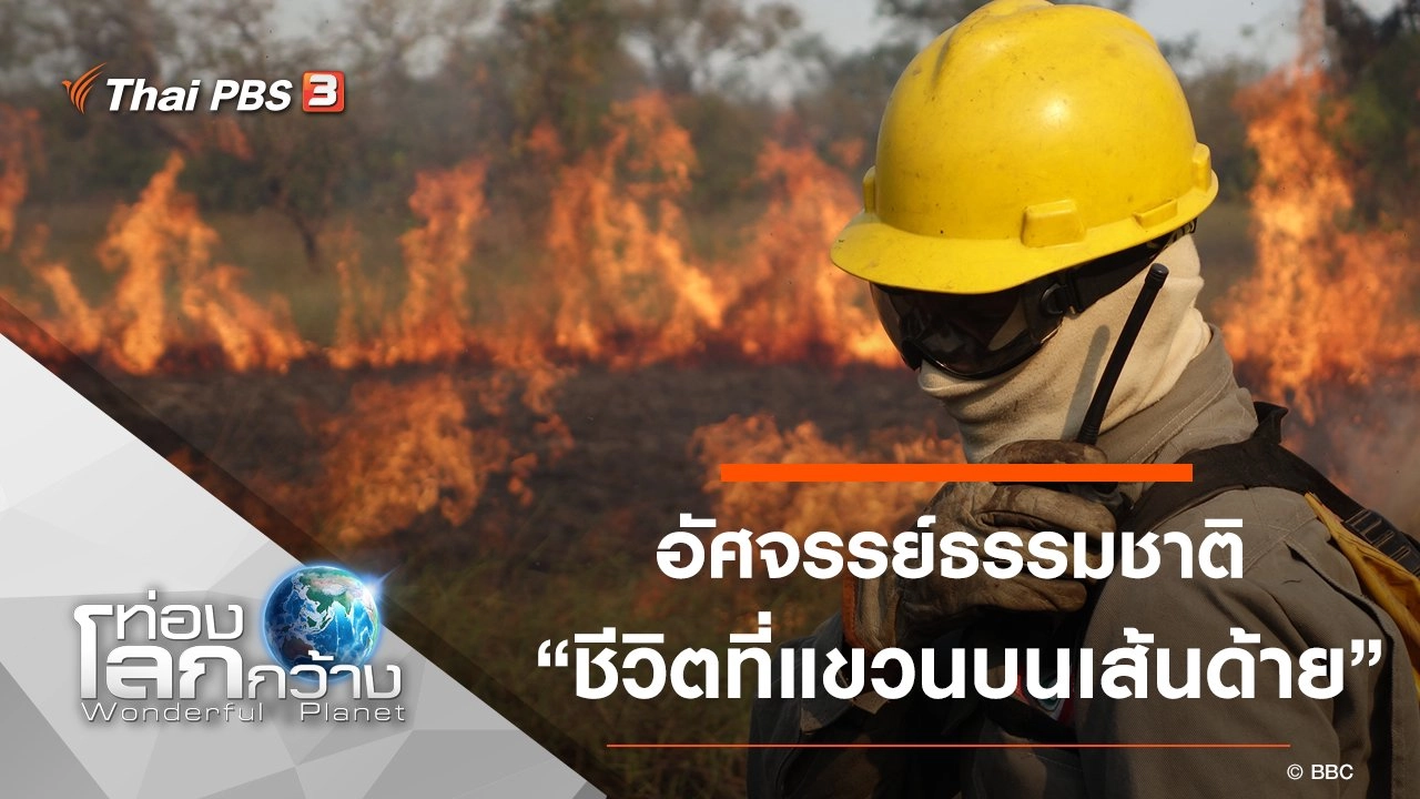 อัศจรรย์ธรรมชาติ ตอน ชีวิตที่แขวนบนเส้นด้าย