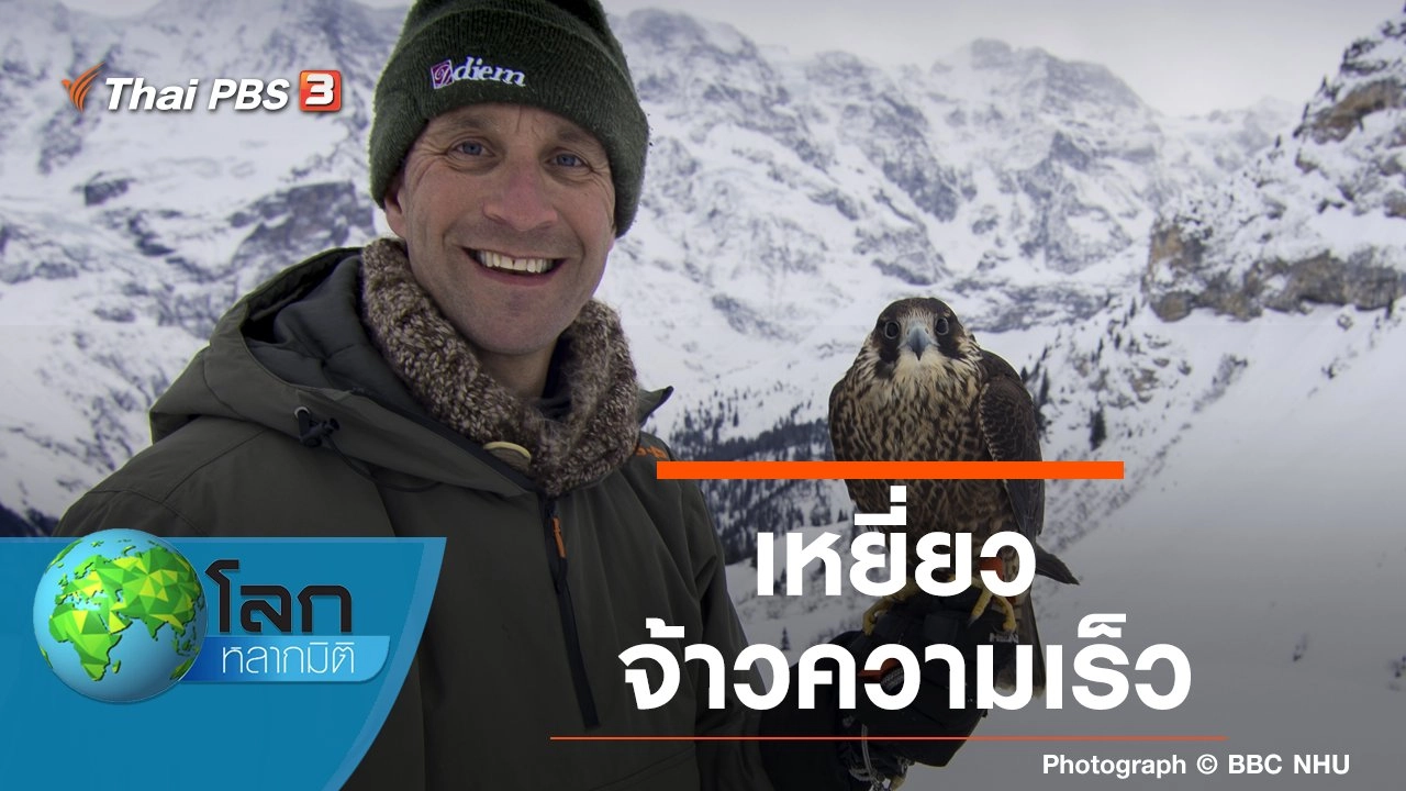 เหยี่ยวจ้าวความเร็ว