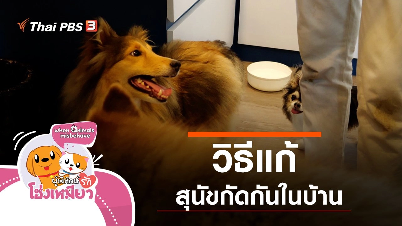 วิธีแก้สุนัขกัดกันในบ้าน