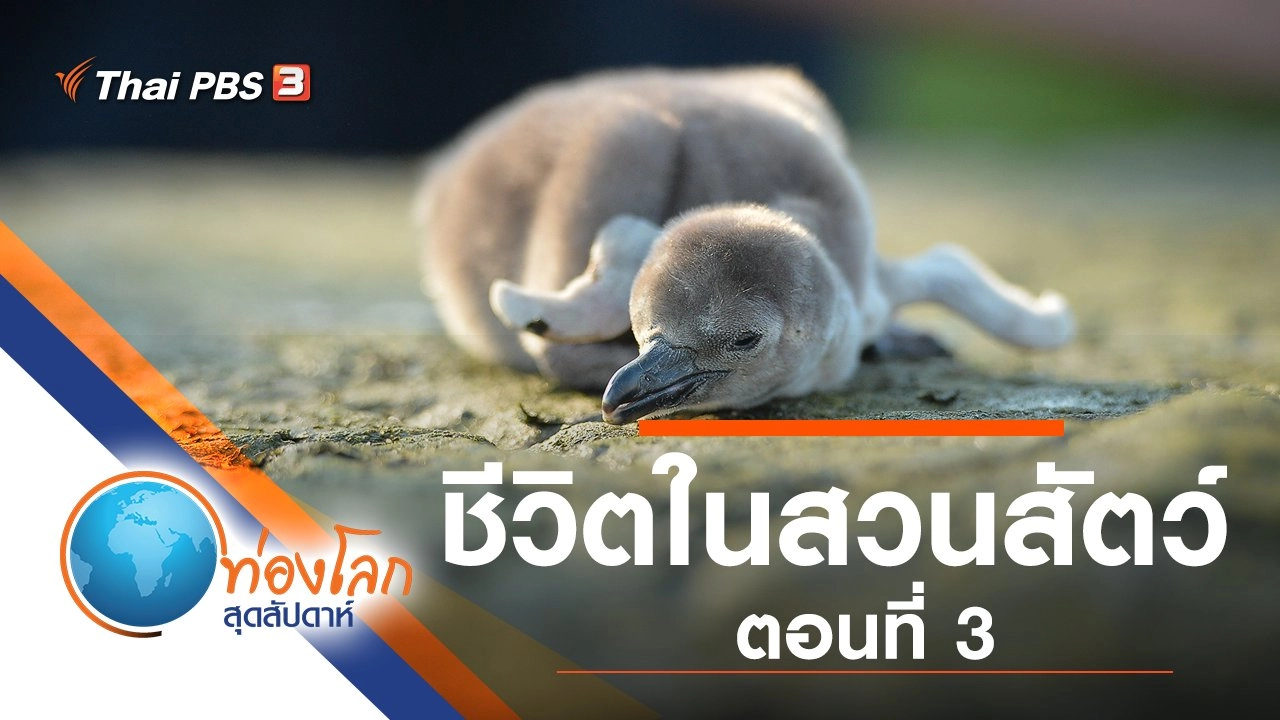 ชีวิตในสวนสัตว์ ตอนที่ 3