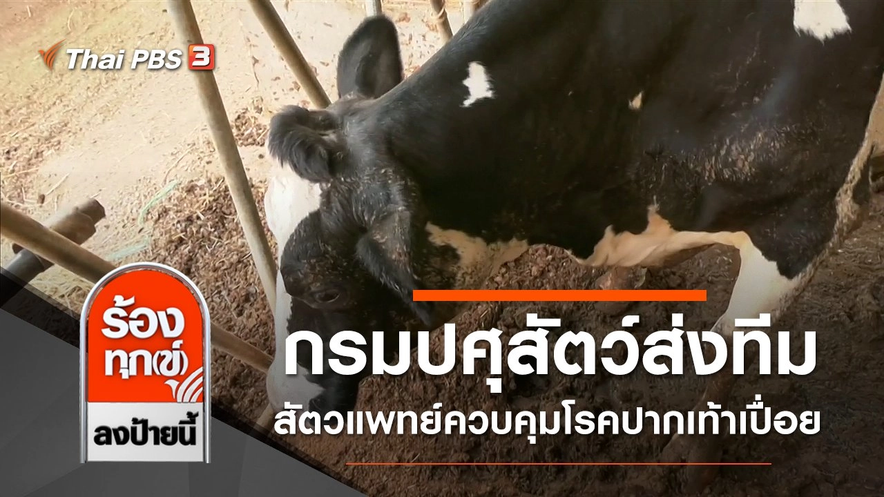 กรมปศุสัตว์ส่งทีมสัตวแพทย์ควบคุมโรคปากเท้าเปื่อย จ.สระบุรี