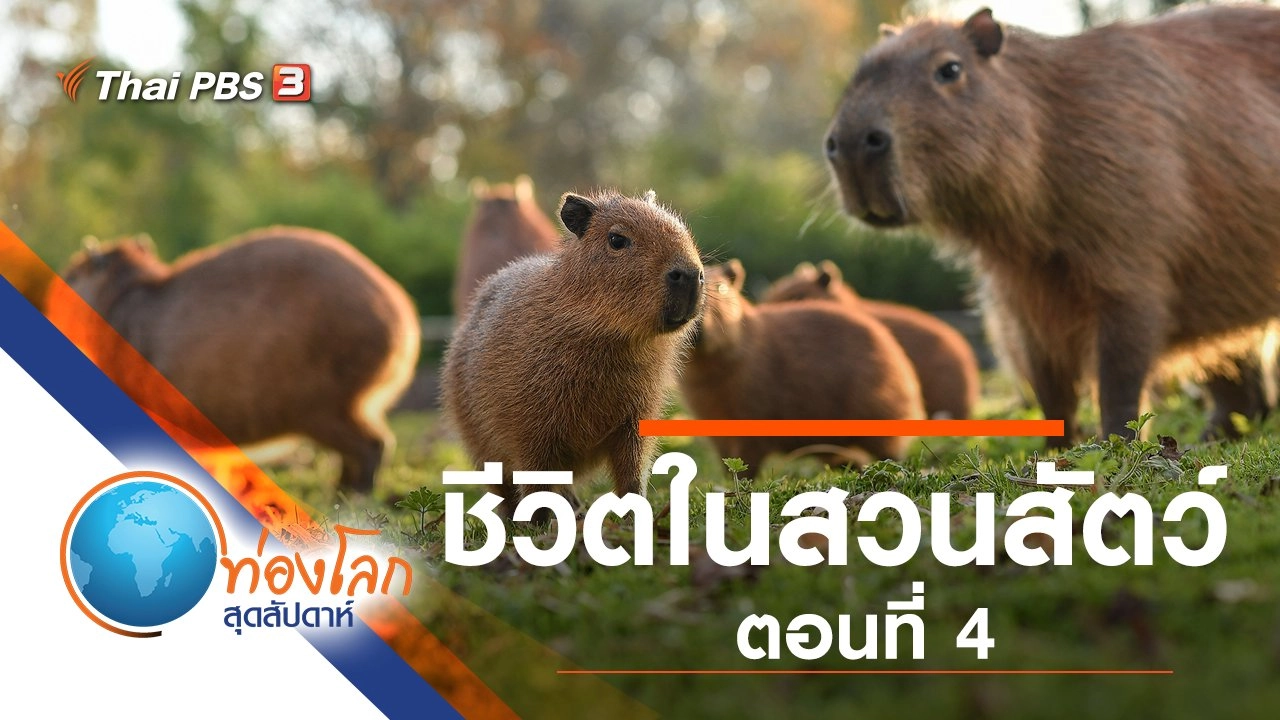 ชีวิตในสวนสัตว์ ตอนที่ 4