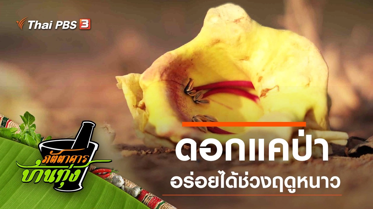 ดอกแคป่า