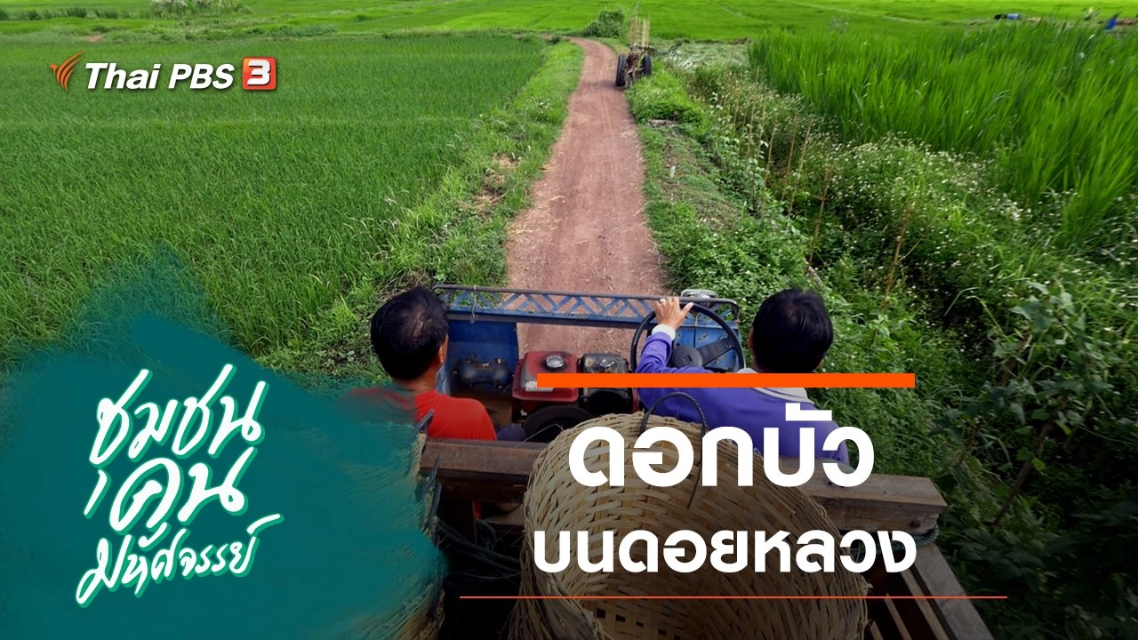 ดอกบัวบนดอยหลวง