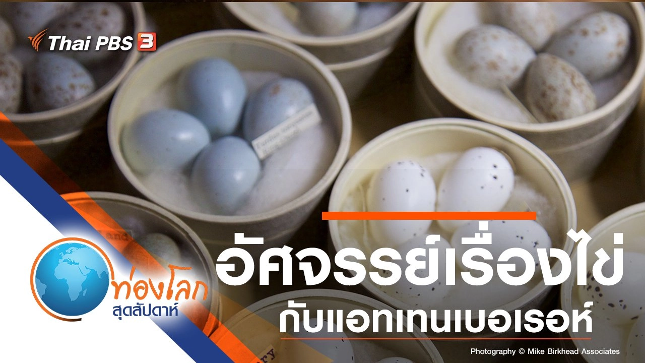 อัศจรรย์เรื่องไข่กับแอทเทนเบอเรอห์