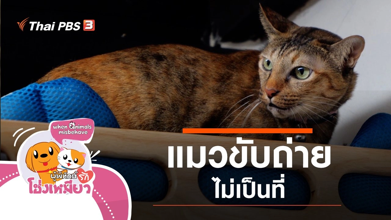 แมวขับถ่ายไม่เป็นที่