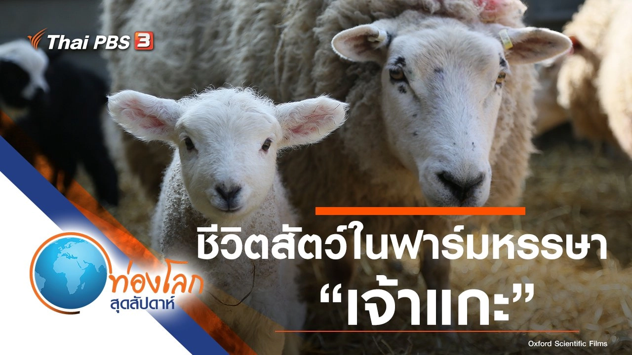 ชีวิตสัตว์ในฟาร์มหรรษา ตอน เจ้าแกะ