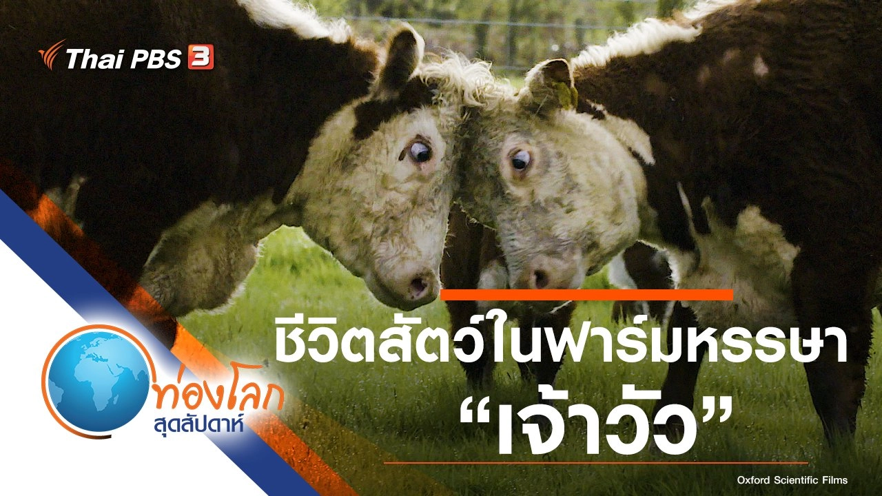 ชีวิตสัตว์ในฟาร์มหรรษา ตอน เจ้าวัว