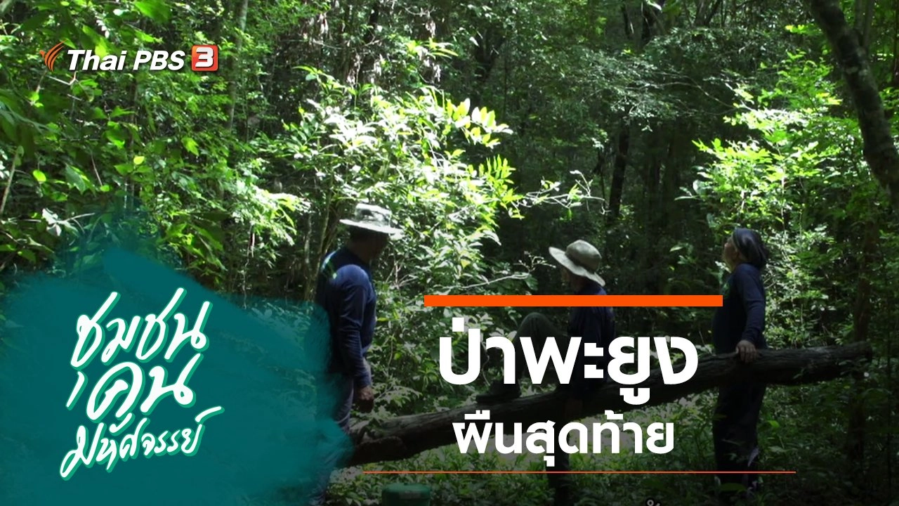 ป่าพะยูงผืนสุดท้าย