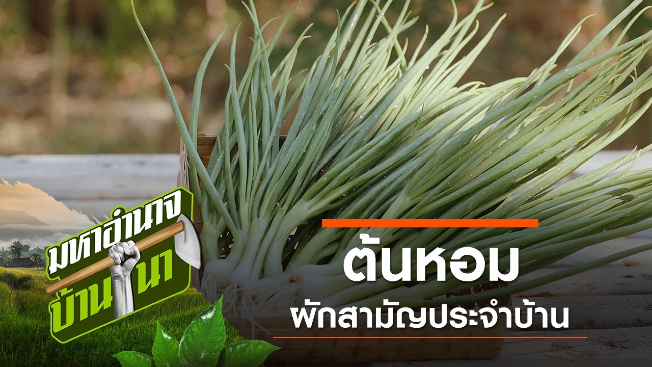 ต้นหอม ผักสามัญประจำบ้าน