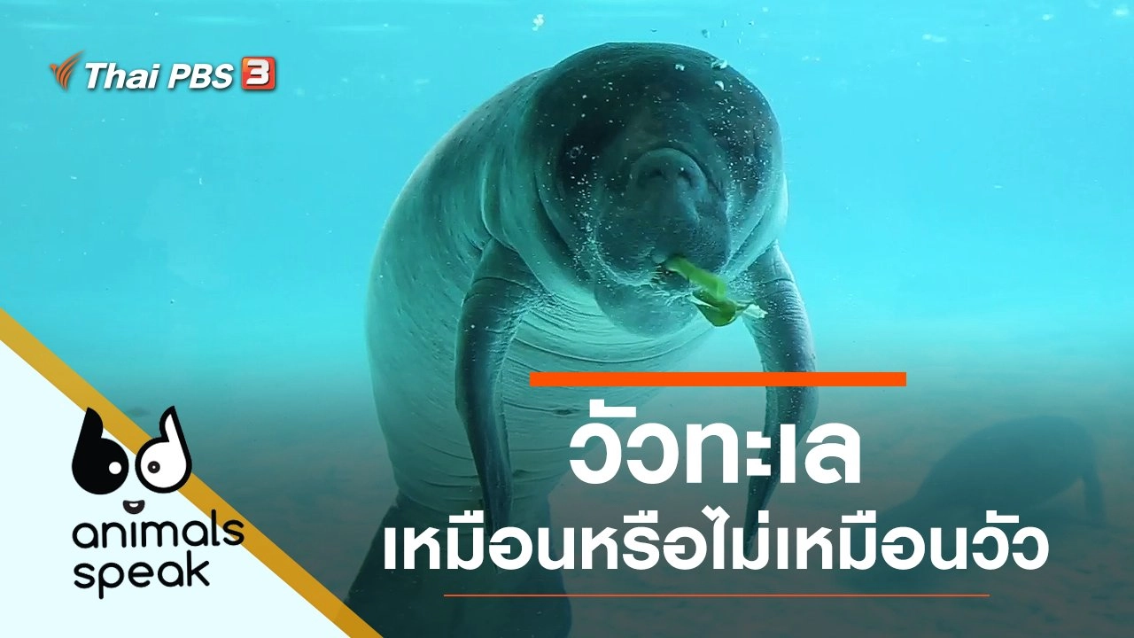 วัวทะเล เหมือนหรือไม่เหมือนวัว