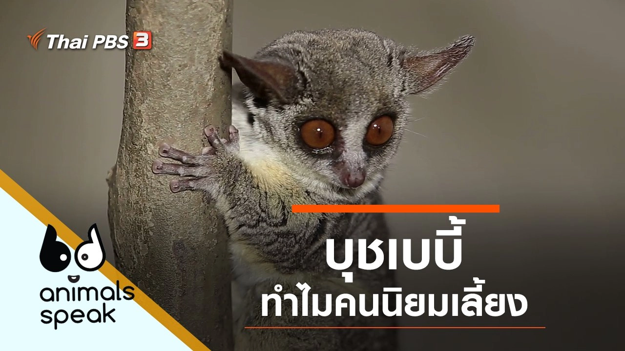 บุชเบบี้ ทำไมคนนิยมเลี้ยง