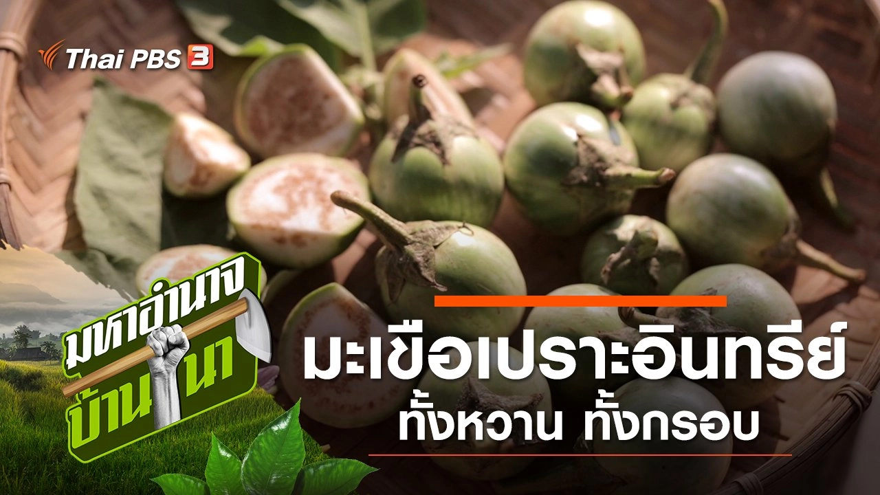 มะเขือเปราะ