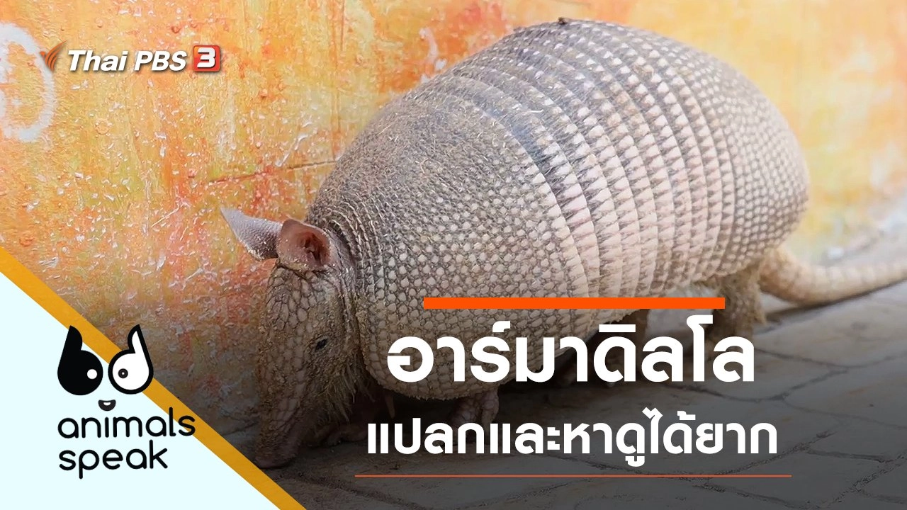 อาร์มาดิลโล แปลกและหาดูได้ยาก