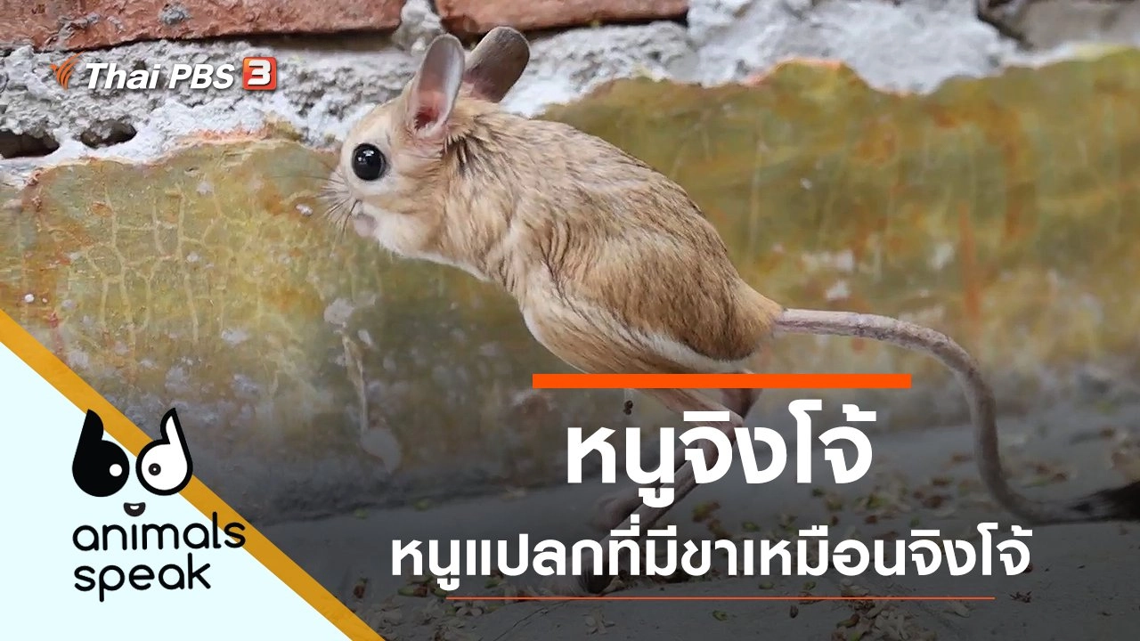 หนูจิงโจ้ หนูแปลกที่มีขาเหมือนจิงโจ้