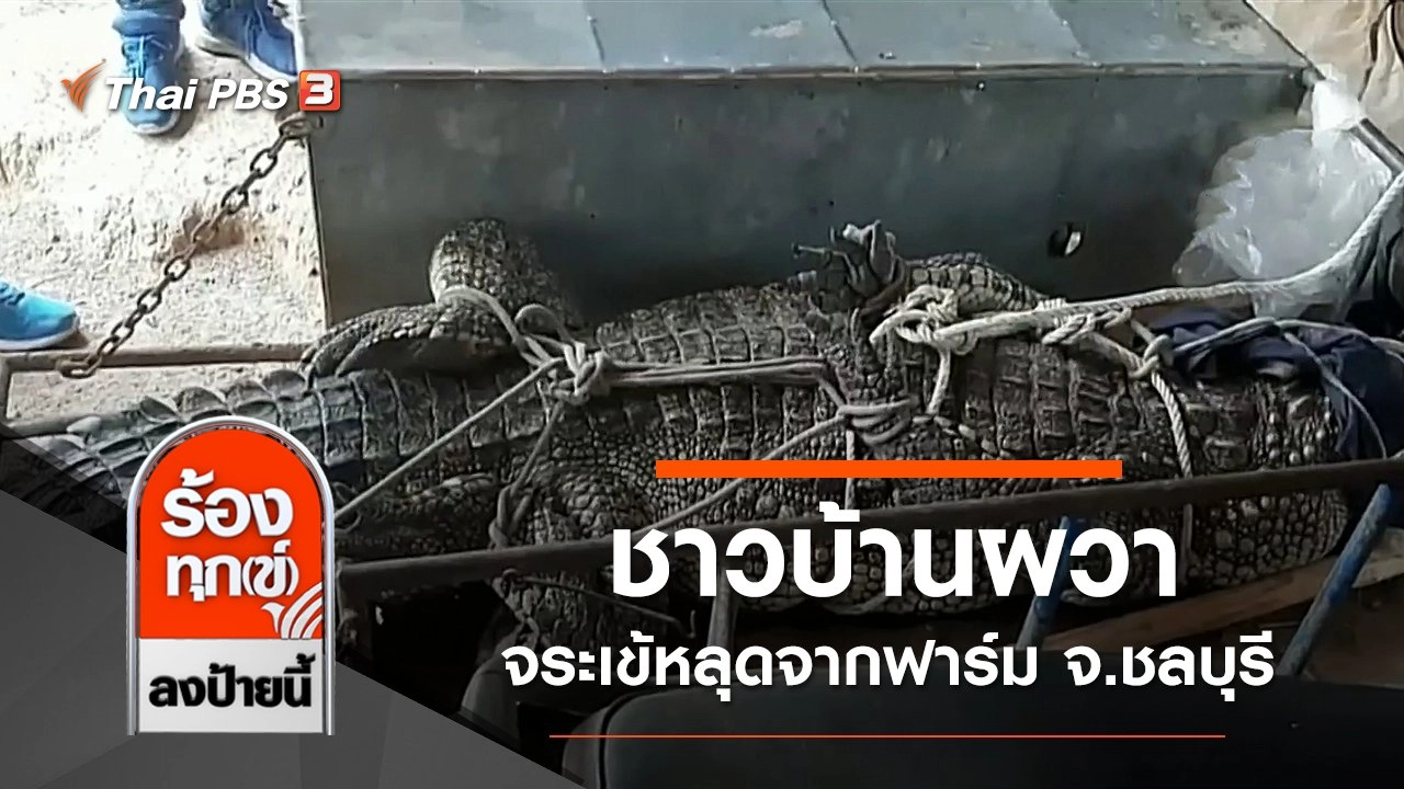 ชาวบ้านผวาจระเข้หลุดจากฟาร์ม จ.ชลบุรี