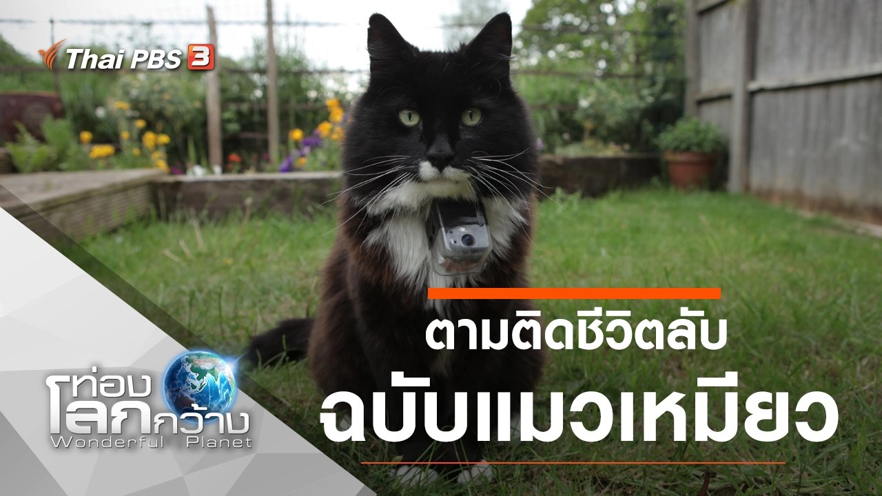 ตามติดชีวิตลับฉบับแมวเหมียว