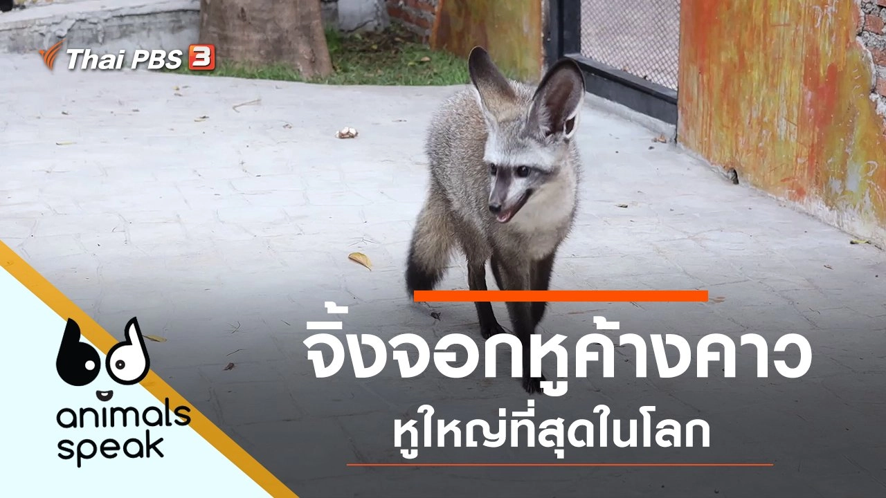 จิ้งจอกหูค้างคาว หูใหญ่ที่สุดในโลก