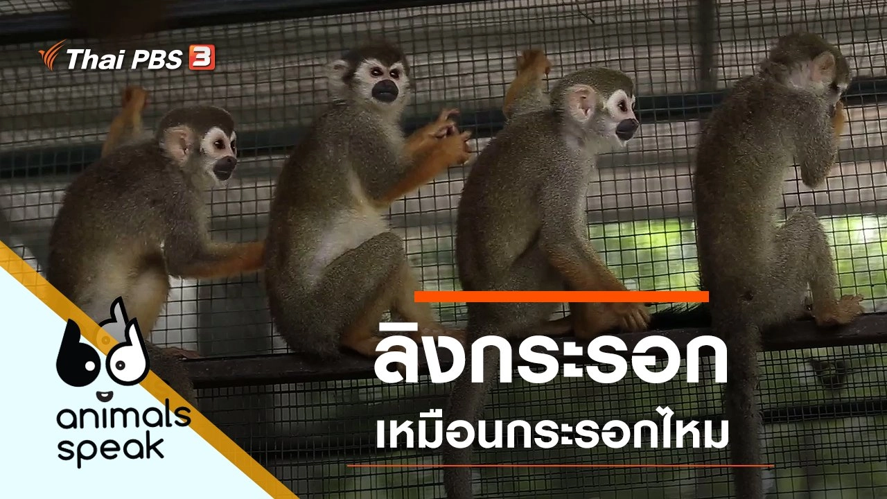 ลิงกระรอก เหมือนกระรอกไหม